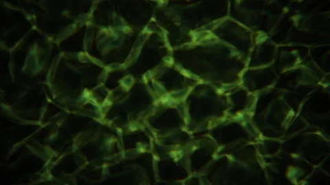 Algae flow stream Stock Footage 141140600