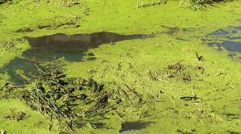 Algae flowing down a canal 2 스톡 동영상 567348