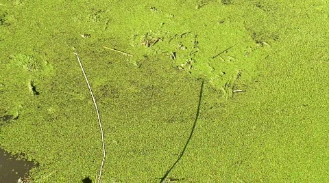 Algae flowing down a canal Stock Footage 567339