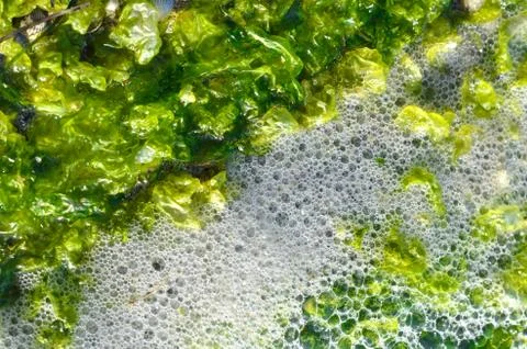 Algae with foam texture background Stock Photos