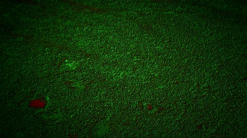 Algae Stock-Footage 284407