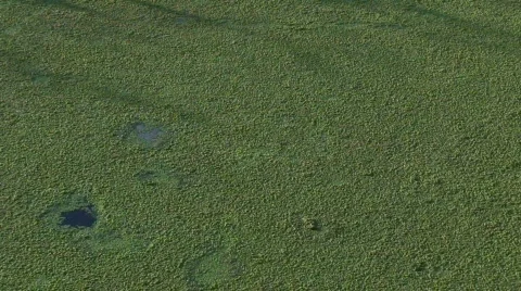 Algae Stock Footage 285670