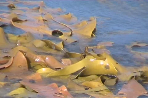 Algae Stock Footage 632038