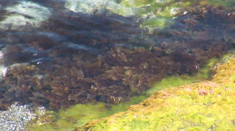 Algae Stock Footage 4025521