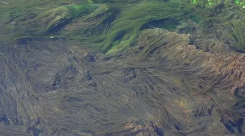 Algae Stock Footage 10877096