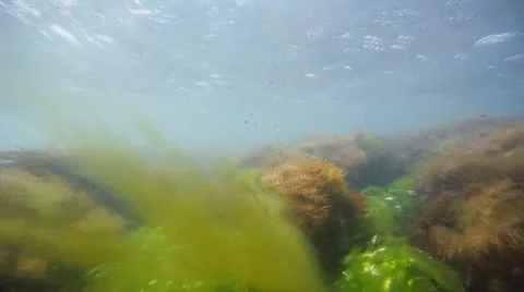 Algae Stock-Footage 11407739