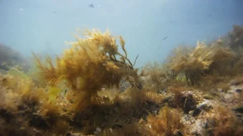 Algae Vídeos de archivo 11407744