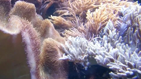 Algae Video stock 45357324