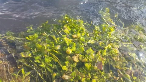 Algae Stock Footage 106370053