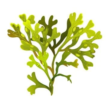 Algae fucus isolated on white. Bladderwrack. Vesiculosus. Vector illustration Illustrazione stock