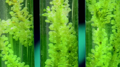 Algae fuel biofuel industry lab researching for alternative to fossil algae f Stock Footage 194413014