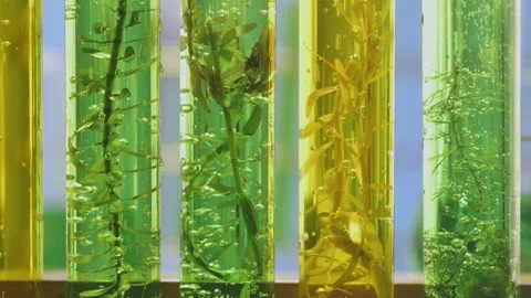 Algae fuel biofuel industry lab researching for alternative to fossil algae.. Stock Footage 248339050