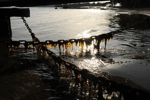 Algae growing on a chain Stock Photos