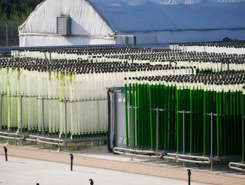 Algae growing farm Stock Photos