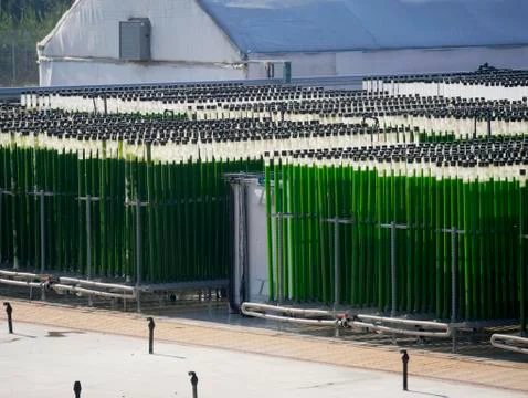 Algae growing farm Stock Photos