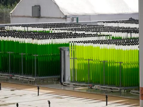 Algae growing farm Stock Photos