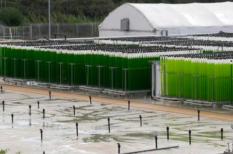 Algae growing farm Foto stock
