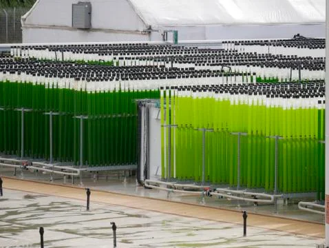 Algae growing farm Foto stock