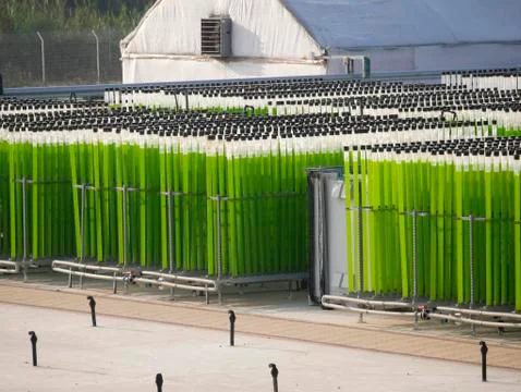 Algae growing farm Stock Photos