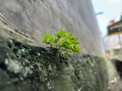 Algae growing on a mossy wall Stock Photos