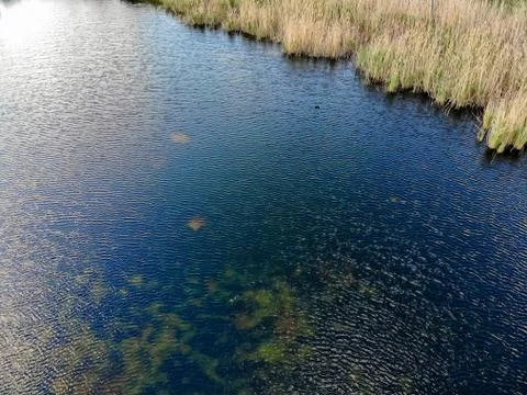 Algae growing out of control in lake Stock-Fotos