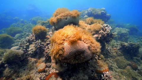 Algae growing over  corals underwater Abrolhos, Brazil Video stock 151034886