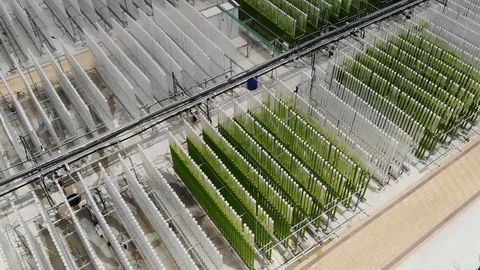 Algae growing plant 03-2018 Stock Footage 88399807