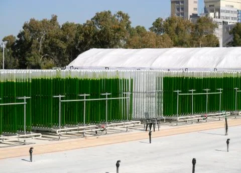 Algae growing plant Stock Photos