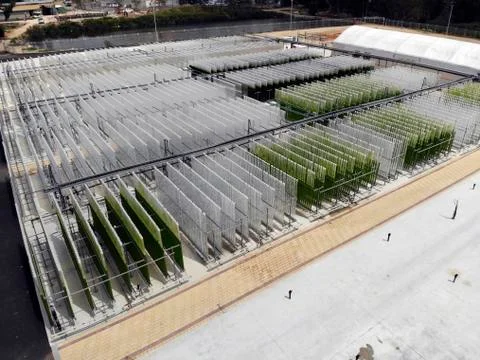 Algae growing plant Stock Photos