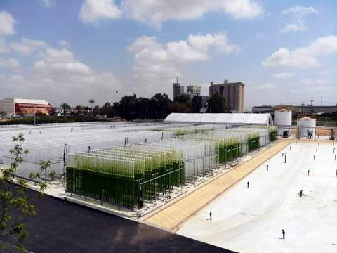 Algae growing plant Foto stock