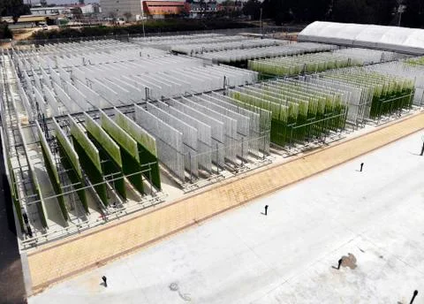 Algae growing plant Stock Photos