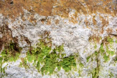 Algae growing on rock Stock Photos