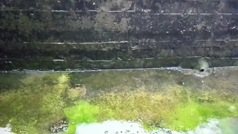 Algae growing on wet concrete surface in rain a view of green covering 動画素材 337364648