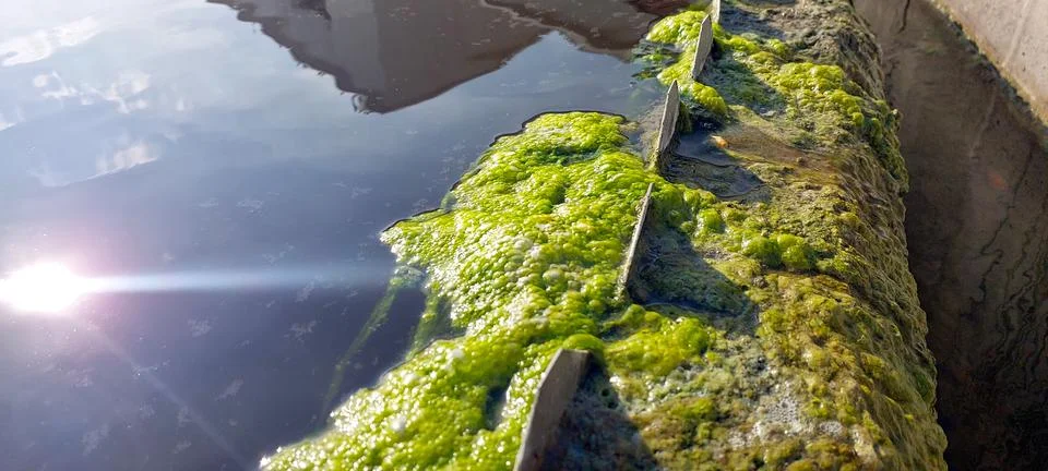 Algae Growth on Surface of Water During Purification Process in Natural Setti Stock Photos