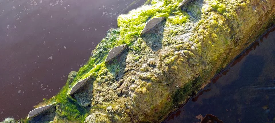 Algae Growth on Water Purification System Reveals Environmental Impact on L.. Stock Photos