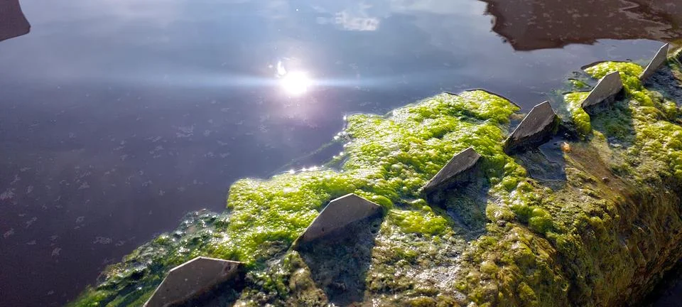 Algae Growth on Water Purification System in Bright Sunlight During Daytime.. Stock Photos