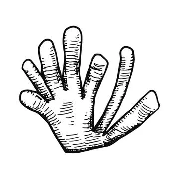 Algae hand drawing vector isolated sea plants Stock Illustration