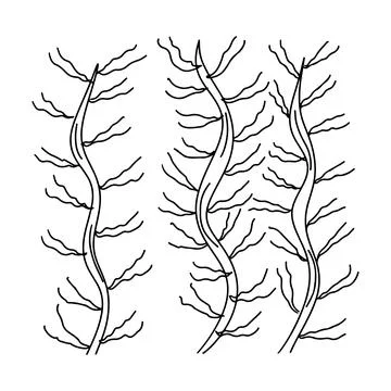 Algae in hand drawn doodle style. Vector illustration isolated on white. Co.. Stock Illustration