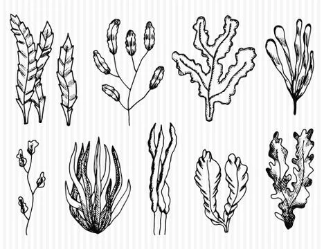 Algae hand-drawn vector set. isolated sketches Stock-Illustration