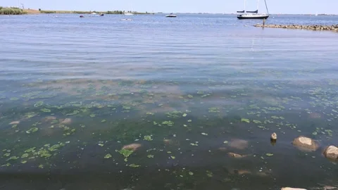 Algae havenhoofd beach Stock Footage 311771589