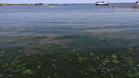 Algae havenhoofd beach vertical pan 動画素材 311771590