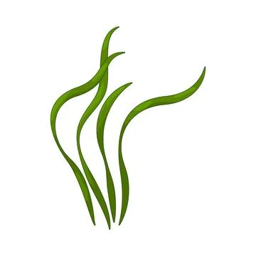 Algae illustration Stock Illustration