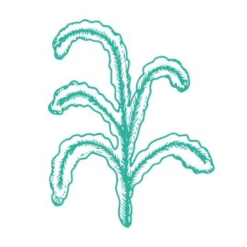 Algae isolated hand drawing vector. on white background sea plant. Stock-Illustration