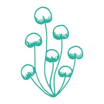 Algae isolated hand drawing vector. on white background sea plant Stock-Illustration