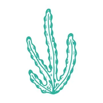 Algae isolated hand drawing. on white background sea plants Stock Illustration