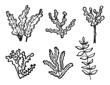Algae isolated objects vintage sketch. on a white background Stock Illustration