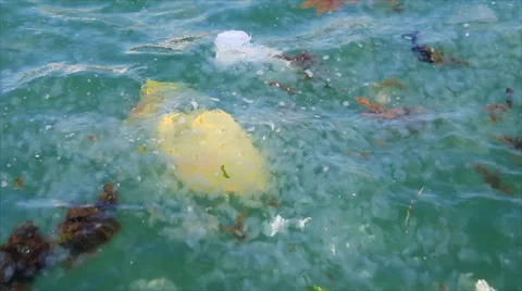 Algae jellyfish and trash Stock Footage 61353501