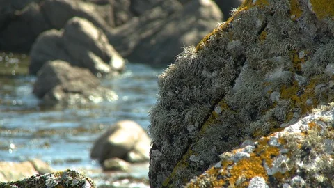 Algae on Large Rock Stock Footage 118948063