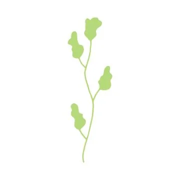 Algae leaves isolated hand drawing. on white background vector sea plant Stock-Illustration