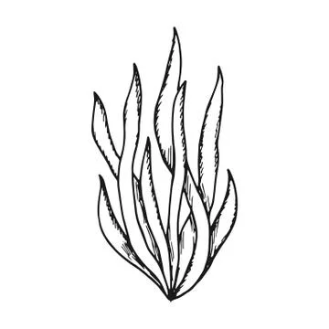 Algae leaves. simple sketch vector isolated. black Stock-Illustration